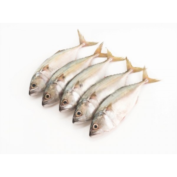 Frozen Mackerel in Dubai, Sharjah